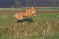 Harzer Fuchs / Bild 564 von 755 / 12.01.2014 15:28 / DSC_3186.JPG