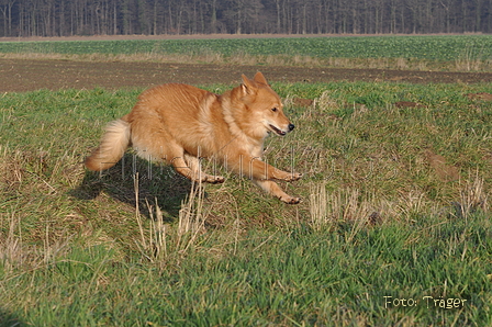 Harzer Fuchs / Bild 563 von 755 / 12.01.2014 15:28 / DSC_3187.JPG