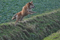 Harzer Fuchs / Bild 558 von 755 / 12.01.2014 15:34 / DSC_3369.JPG