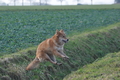 Harzer Fuchs / Bild 557 von 755 / 12.01.2014 15:34 / DSC_3370.JPG