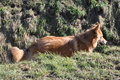 Harzer Fuchs / Bild 532 von 755 / 09.02.2014 11:29 / DSC_4343.JPG