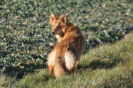 Harzer Fuchs / Bild 529 von 755 / 14.02.2014 15:35 / DSC_4571.JPG