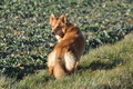 Harzer Fuchs / Bild 529 von 755 / 14.02.2014 15:35 / DSC_4571.JPG