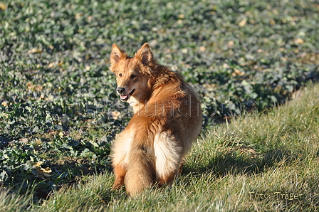 Harzer Fuchs / Bild 528 von 755 / 14.02.2014 15:35 / DSC_4572.JPG