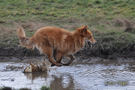 Harzer Fuchs / Bild 526 von 755 / 16.02.2014 12:51 / DSC_4931.JPG