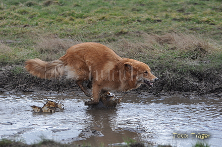 Harzer Fuchs / Bild 524 von 755 / 16.02.2014 12:51 / DSC_4939.JPG