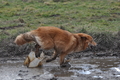 Harzer Fuchs / Bild 523 von 755 / 16.02.2014 12:51 / DSC_4941.JPG