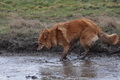 Harzer Fuchs / Bild 521 von 755 / 16.02.2014 12:52 / DSC_4947.JPG