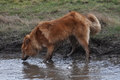 Harzer Fuchs / Bild 520 von 755 / 16.02.2014 12:52 / DSC_4949.JPG