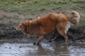 Harzer Fuchs / Bild 519 von 755 / 16.02.2014 12:52 / DSC_4951.JPG