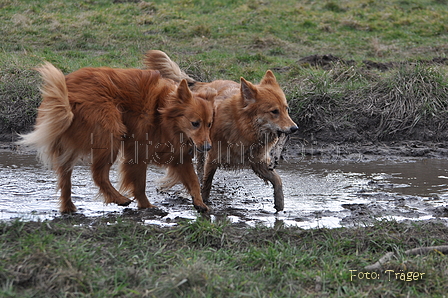 Harzer Fuchs / Bild 517 von 755 / 16.02.2014 12:52 / DSC_4971.JPG