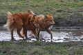 Harzer Fuchs / Bild 517 von 755 / 16.02.2014 12:52 / DSC_4971.JPG