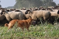 Vorschau von Bild 458 von 755