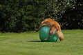 Vorschau von Bild 396 von 755