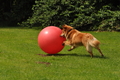 Vorschau von Bild 386 von 755