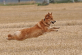 Harzer Fuchs / Bild 366 von 755 / 11.08.2015 13:44 / DSC_1815.JPG