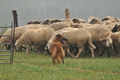 Harzer Fuchs / Bild 296 von 755 / 17.09.2016 15:38 / DSC_2599.JPG