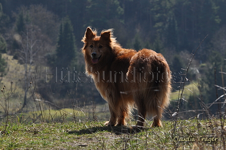 Harzer Fuchs / Bild 264 von 755 / 26.03.2017 12:57 / DSC_1305.JPG