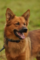 Harzer Fuchs / Bild 235 von 755 / 10.09.2017 09:23 / DSC_3469.JPG