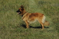 Harzer Fuchs / Bild 9 von 607 / 20.09.2020 12:24 / DSC_5773.JPG