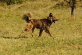Harzer Fuchs / Bild 2 von 607 / 20.09.2020 14:40 / DSC_7371.JPG
