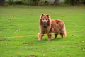 Harzer Fuchs / Bild 96 von 755 / 25.09.2021 09:59 / DSC_6523.JPG