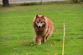 Harzer Fuchs / Bild 95 von 755 / 25.09.2021 09:59 / DSC_6532.JPG