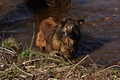 Harzer Fuchs / Bild 90 von 755 / 27.02.2022 12:09 / DSC_3779.JPG