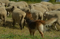 Harzer Fuchs / Bild 82 von 755 / 10.07.2022 10:18 / DSC_3576.JPG