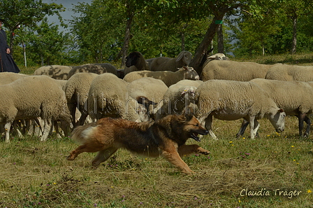 Harzer Fuchs / Bild 80 von 755 / 10.07.2022 10:20 / DSC_3656.JPG