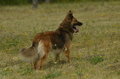 Harzer Fuchs / Bild 77 von 755 / 10.07.2022 10:24 / DSC_3759.JPG