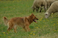 Harzer Fuchs / Bild 74 von 755 / 10.07.2022 10:34 / DSC_3931.JPG