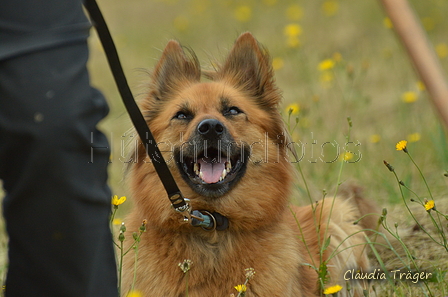 Harzer Fuchs / Bild 66 von 755 / 10.07.2022 10:51 / DSC_4226.JPG