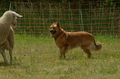 Harzer Fuchs / Bild 64 von 755 / 10.07.2022 11:03 / DSC_4360.JPG