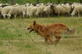 Harzer Fuchs / Bild 63 von 755 / 10.07.2022 11:20 / DSC_4592.JPG