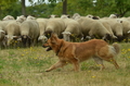 Harzer Fuchs / Bild 62 von 755 / 10.07.2022 11:20 / DSC_4599.JPG