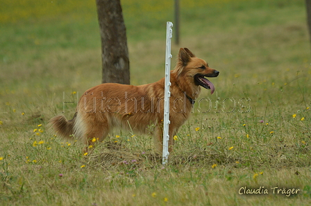 Harzer Fuchs / Bild 61 von 755 / 10.07.2022 11:22 / DSC_4649.JPG