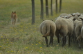 Harzer Fuchs / Bild 60 von 755 / 10.07.2022 11:35 / DSC_4883.JPG