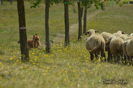 Harzer Fuchs / Bild 59 von 755 / 10.07.2022 11:35 / DSC_4893.JPG