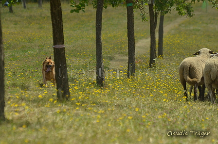 Harzer Fuchs / Bild 58 von 755 / 10.07.2022 11:35 / DSC_4898.JPG