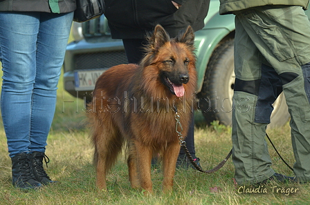 Harzer Fuchs / Bild 52 von 755 / 06.11.2022 13:24 / DSC_2180.JPG