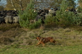 Harzer Fuchs / Bild 46 von 755 / 06.11.2022 13:48 / DSC_2542.JPG