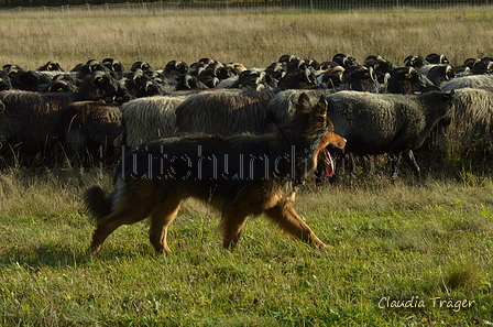 Harzer Fuchs / Bild 34 von 755 / 06.11.2022 14:02 / DSC_2839.JPG