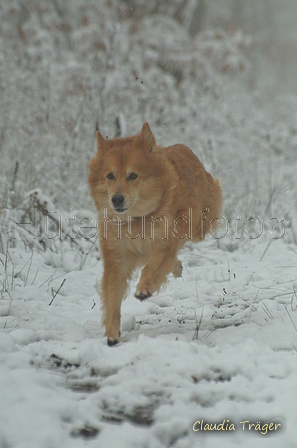 Harzer Fuchs / Bild 8 von 755 / 22.01.2023 11:43 / DSC_8964.JPG