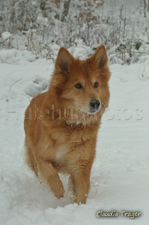 Harzer Fuchs / Bild 3 von 755 / 22.01.2023 12:14 / DSC_9153.JPG