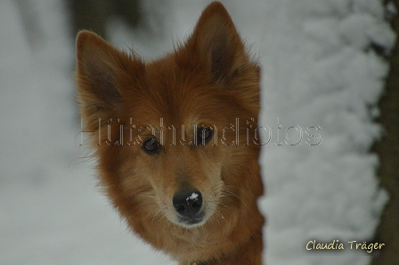 Harzer Fuchs / Bild 2 von 755 / 22.01.2023 12:24 / DSC_9253.JPG