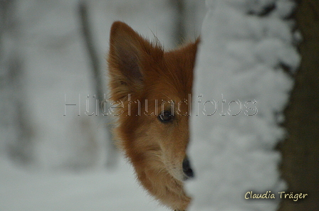 Harzer Fuchs / Bild 1 von 755 / 22.01.2023 12:25 / DSC_9270.JPG