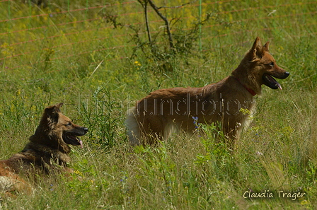 Harzer Fuchs / Bild 96 von 851 / 29.06.2024 10:46 / DSC_8744.JPG