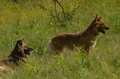 Harzer Fuchs / Bild 96 von 851 / 29.06.2024 10:46 / DSC_8744.JPG