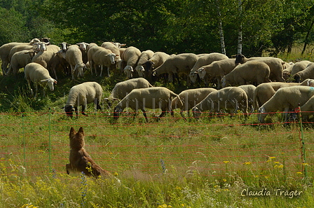 Harzer Fuchs / Bild 95 von 851 / 29.06.2024 10:47 / DSC_8755.JPG